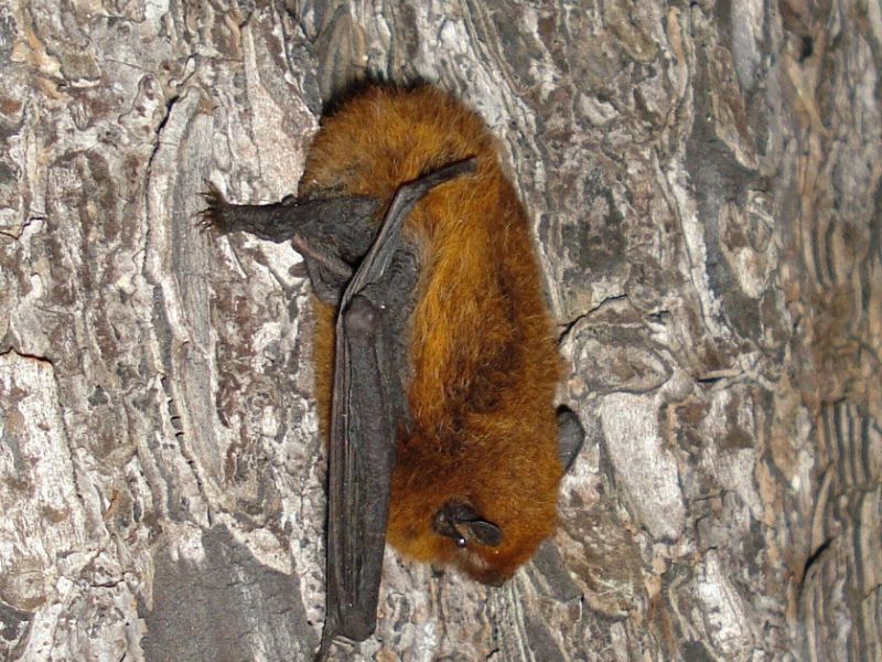 Morcego_madeira